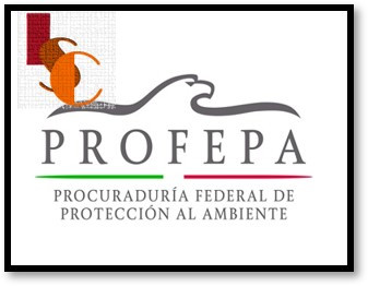 En Carmen, alertan por falsos inspectores de Profepa.